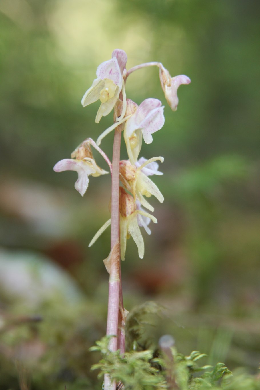 Орхидея Калипсо