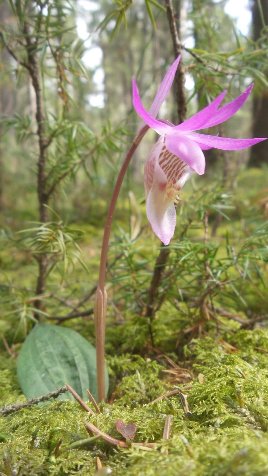 Орхидея Калипсо луковичная