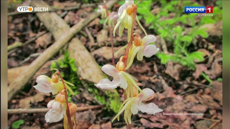 Калипсо клубневая (клубненосная)