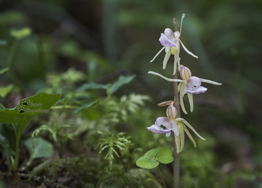 Юганский заповедник растения