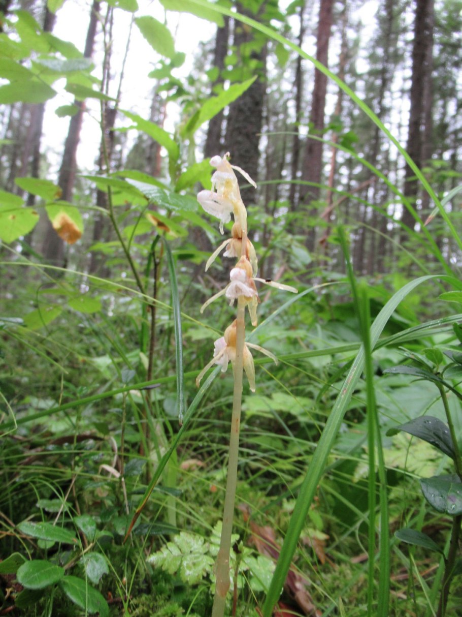 Надбородник безлистный - Epipogium aphyllum SW.