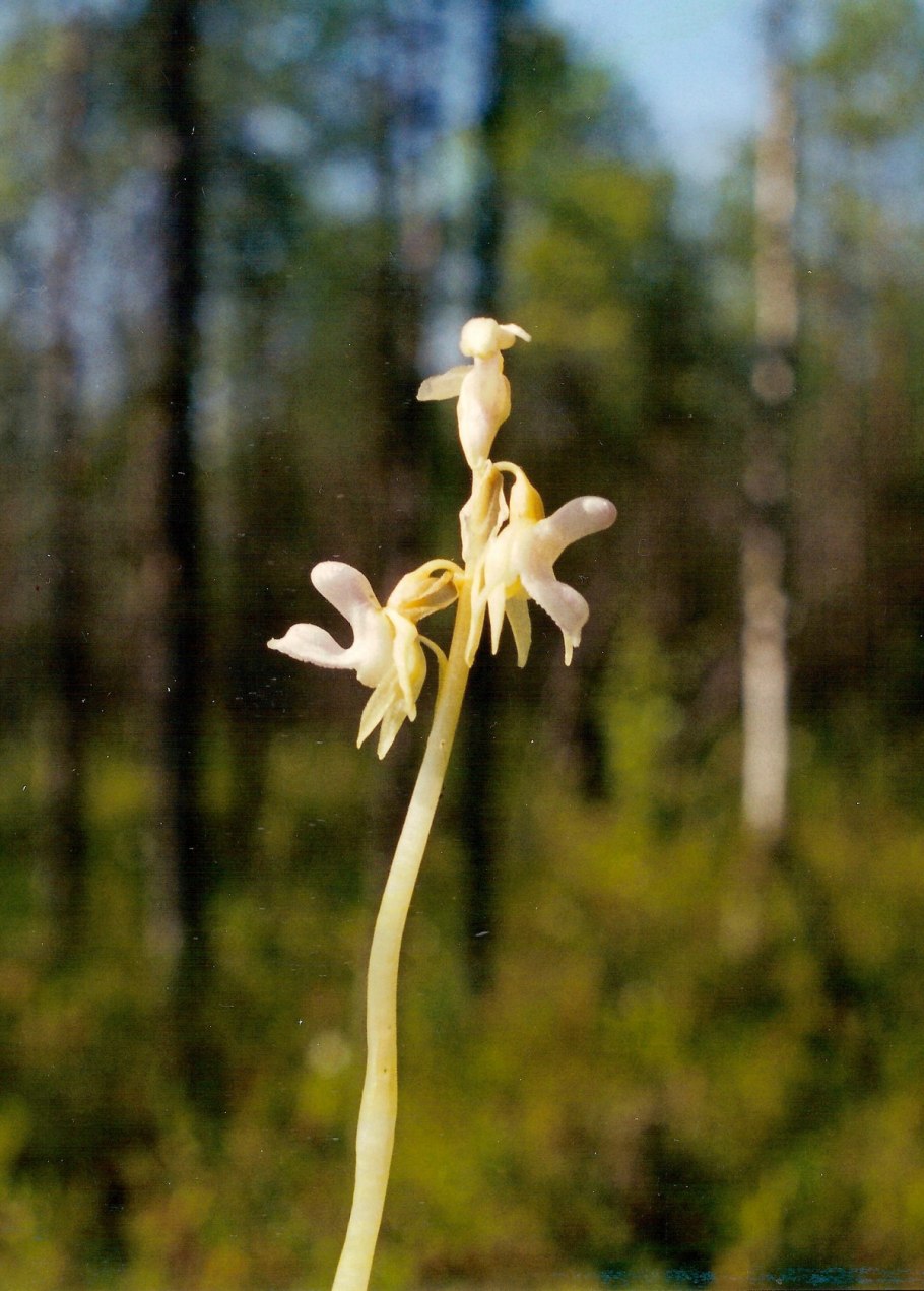 Надбородник безлистный epipogium aphyllum