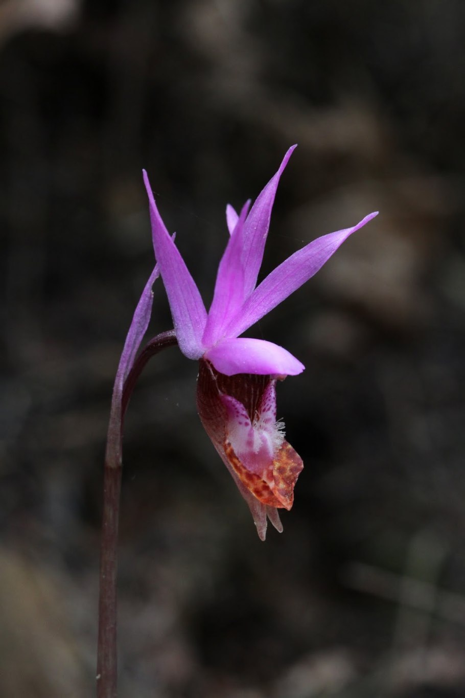Calypso bulbosa
