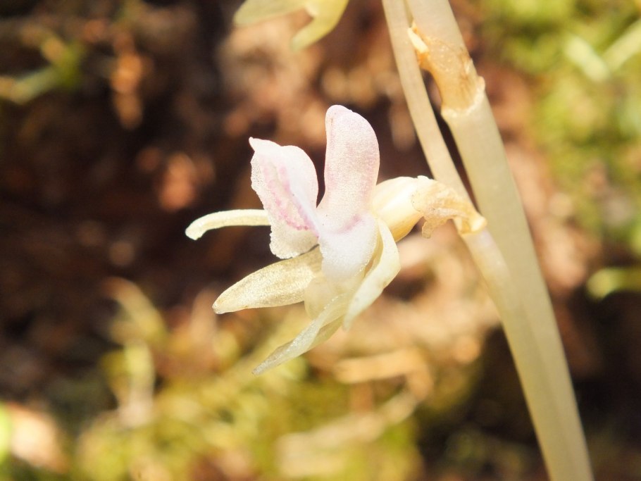 Заповедник Нургуш растительность
