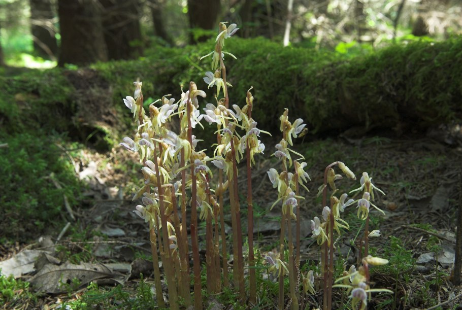 Надбородник безлистный Сахалина