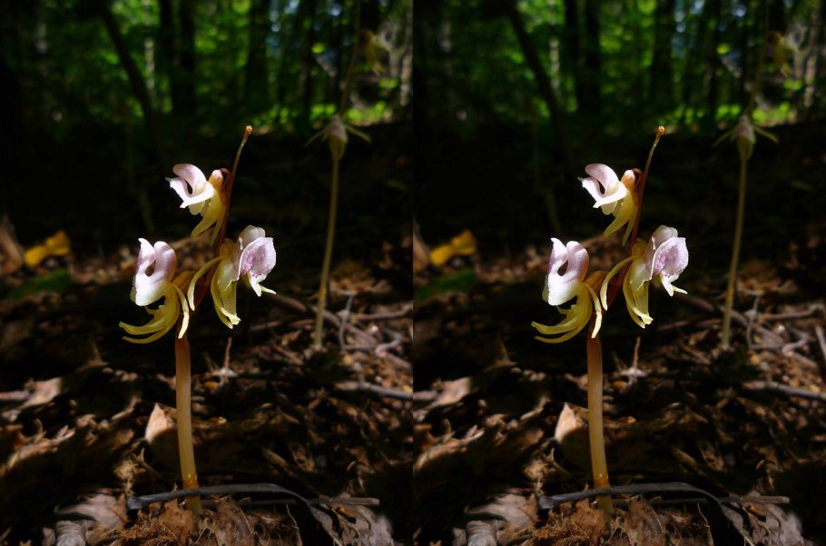 Луковая Калипсо