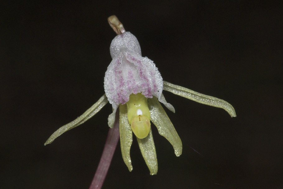 Гастродия Орхидея