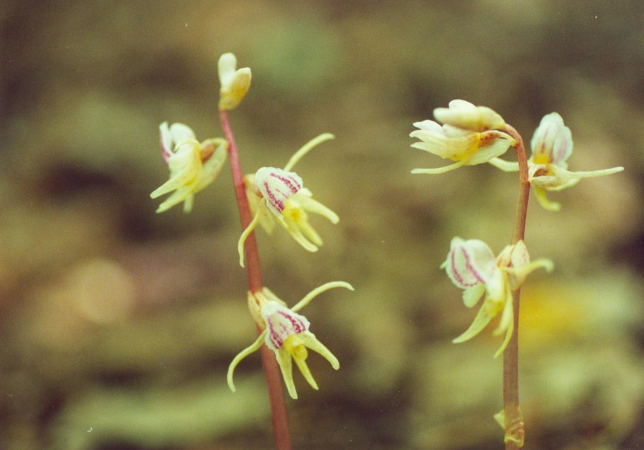 Надбородник безлистный epipogium aphyllum (f. w. schmidt) sw