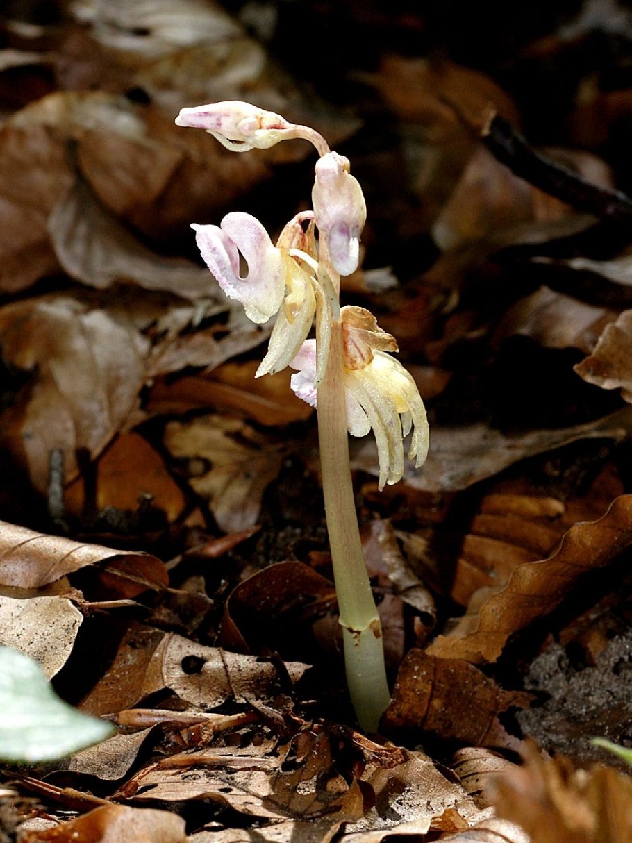 Ятрышник Обезьяний цветок