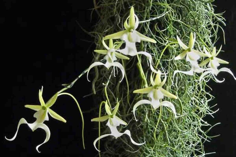 Калипсо луковичная Calypso bulbosa