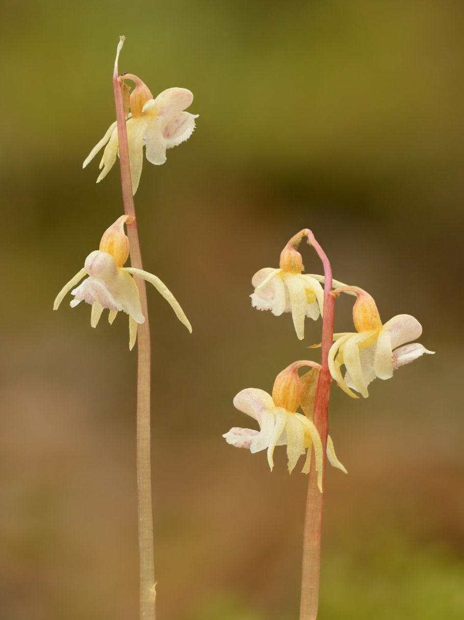 Призрачна орхидея