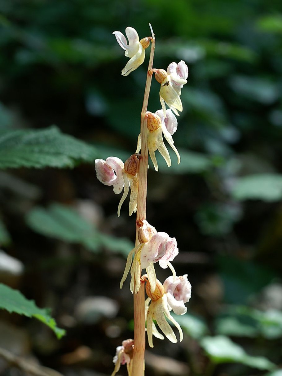 Надборо́дник безли́стный (лат. Epipógium aphýllum)