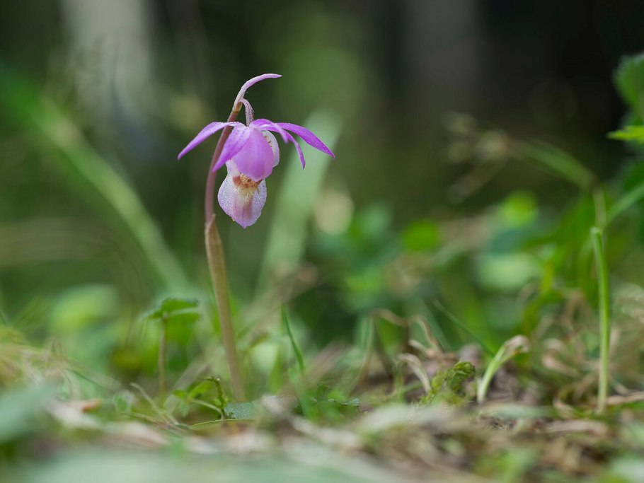 Надбородник безлистный с плодами фото