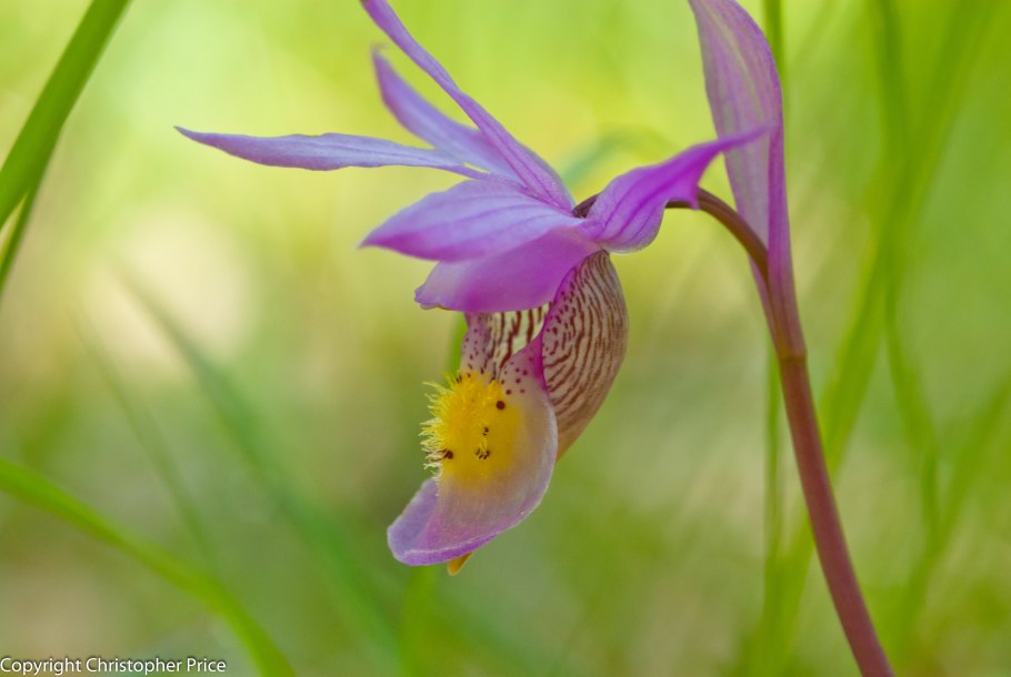 Призрачная Орхидея