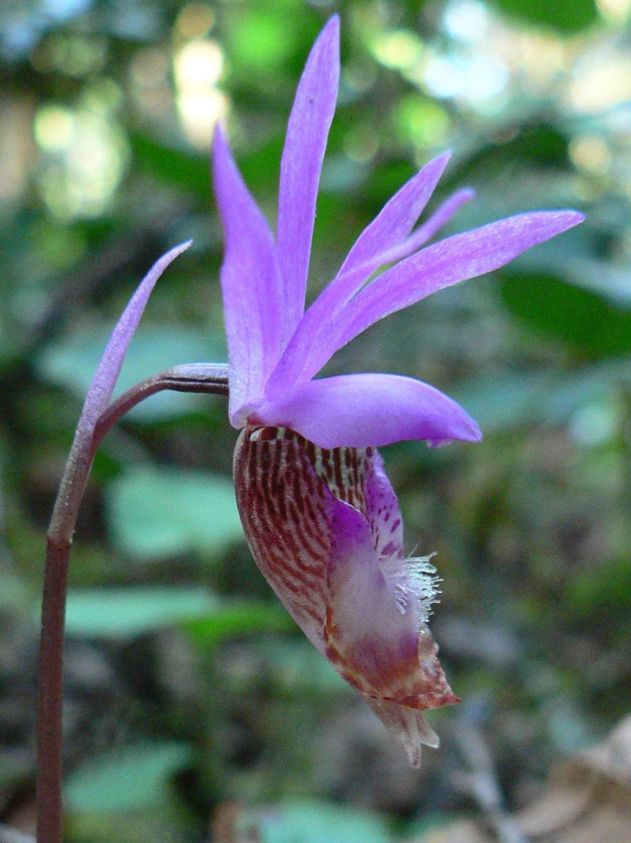 Calypso bulbosa