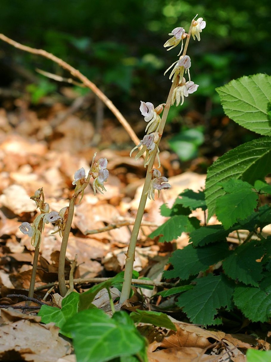 Epipactis purpurata