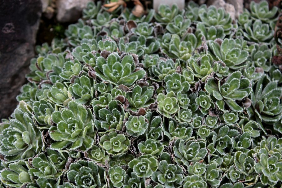 Камнеломка метельчатая (Saxifraga paniculata)
