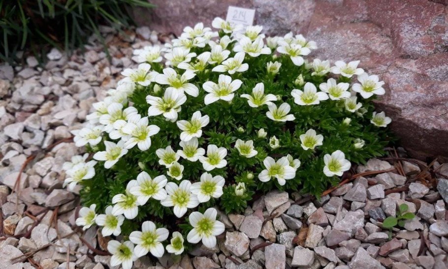 Камнеломка Сибирская Saxifraga