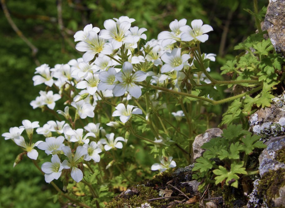 Камнеломка сибирская saxifraga