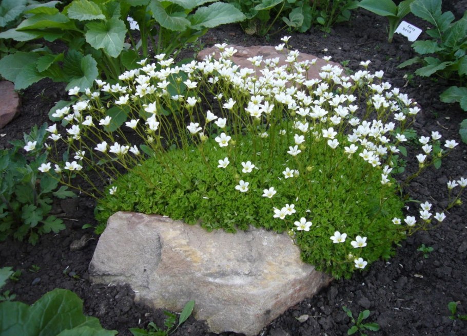 Камнеломка dentata