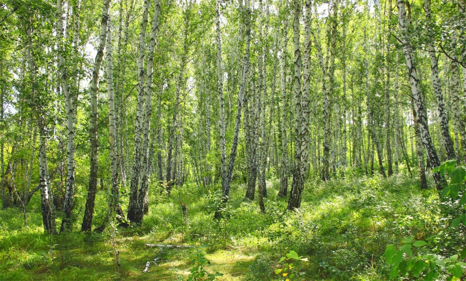 Чозениево-тополевые леса
