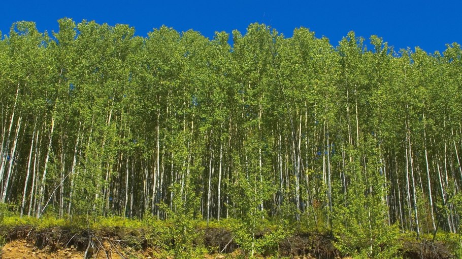 Мелколиственные леса Белгородской области