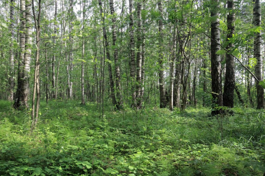 Березовый лес в Тюмени