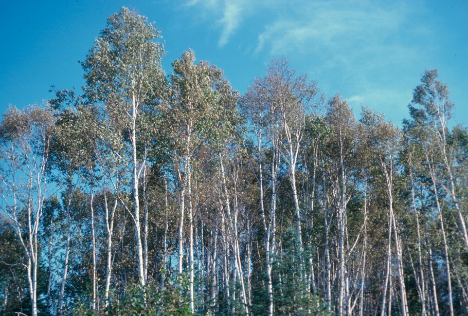 Мелколиственные леса Белгородской области