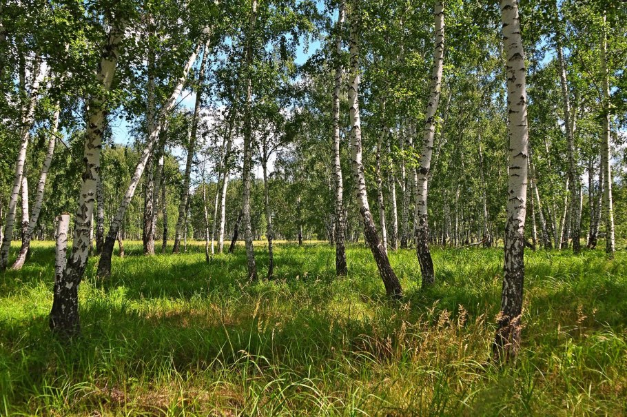 Березовая роща Бирск