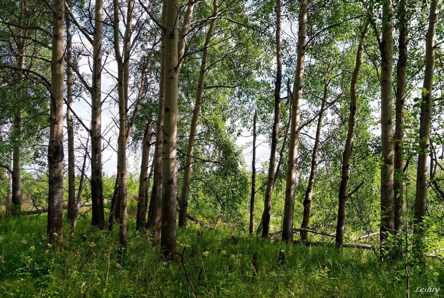 Берёзовая роща в Ростовской области