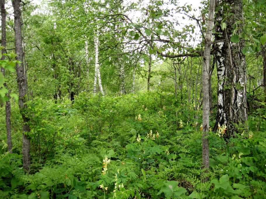 Сосняк Березняк