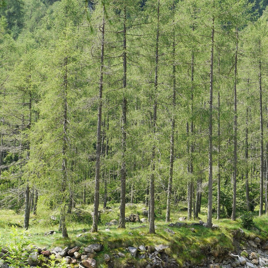 Берёзовая роща молодые Березки