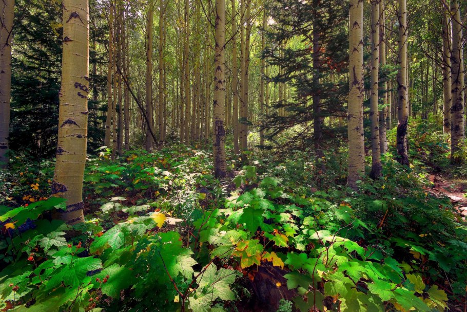Aspen forest