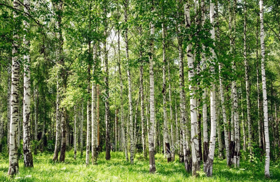 Башкирия Лесные Дубки