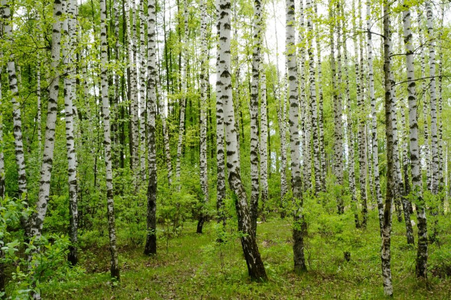 Берёзовая роща