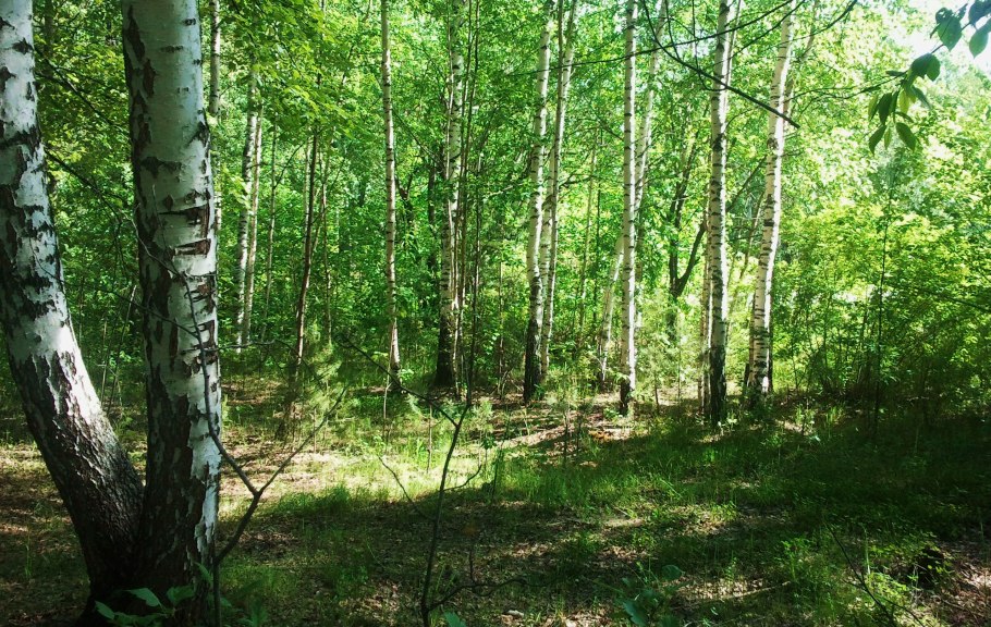 Березовая роща береза повислая