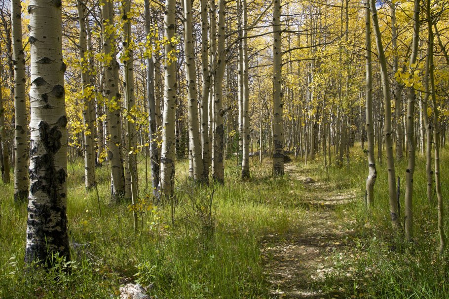 Осиновая роща лес