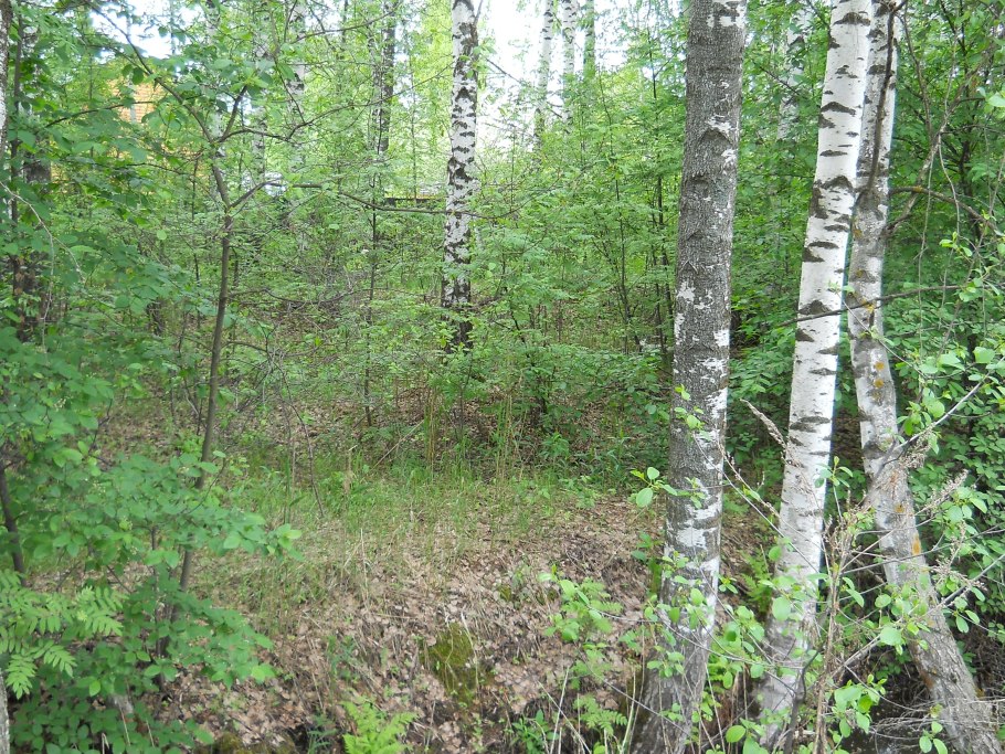 Березово-осиновый лес
