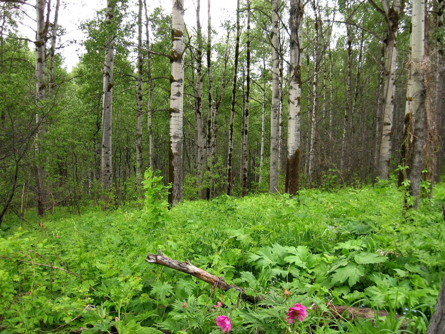 Березово-осиновые леса Западной Сибири