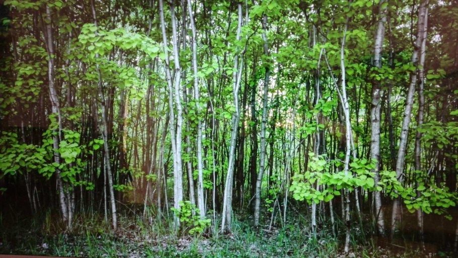 Дерево осина осиновая роща