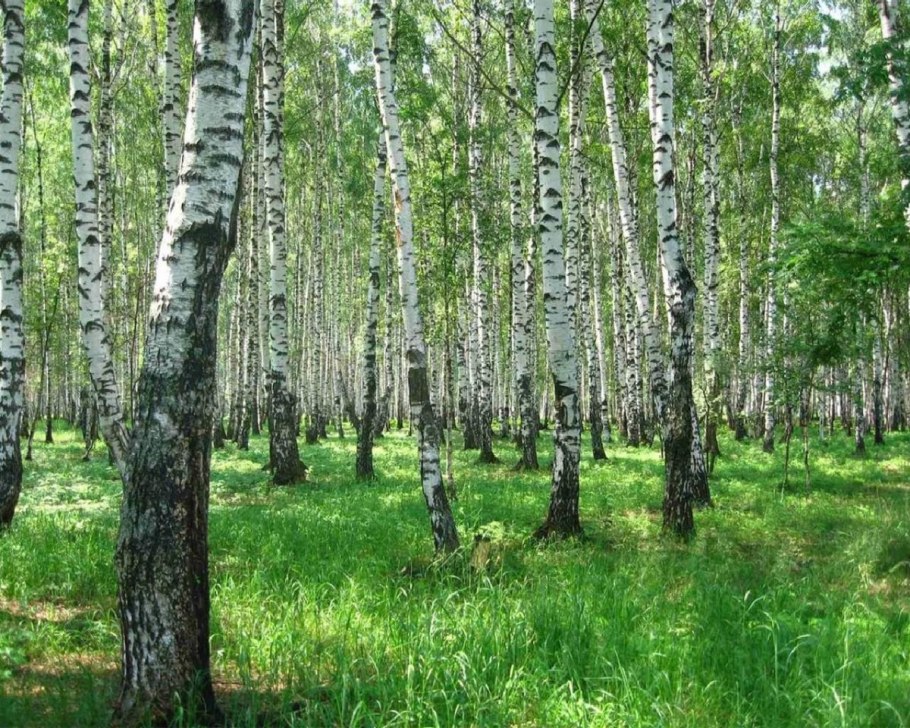 Шунгеровский заказник