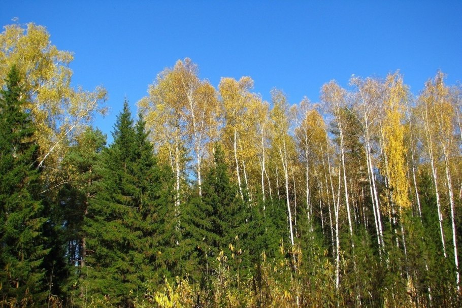 Березовый лес на Урале