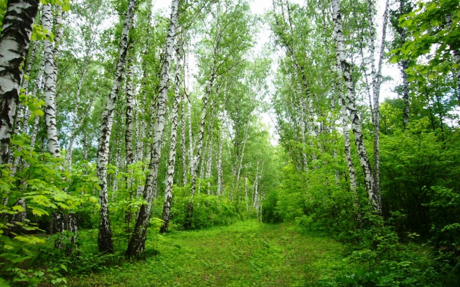 Березовые рощи южного урала