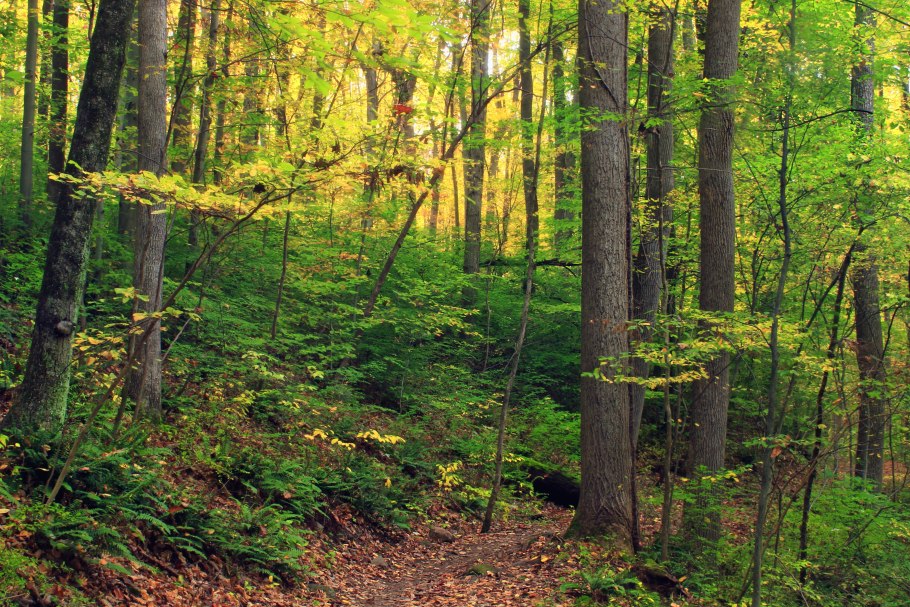 Мелколиственные леса деревья