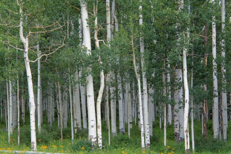 Aspen tree
