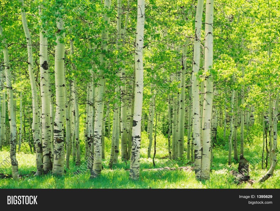 Березово Сосновый лес