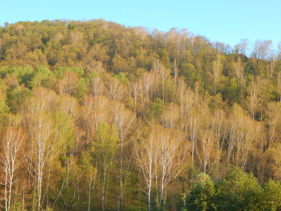 Березняк, Березовая роща