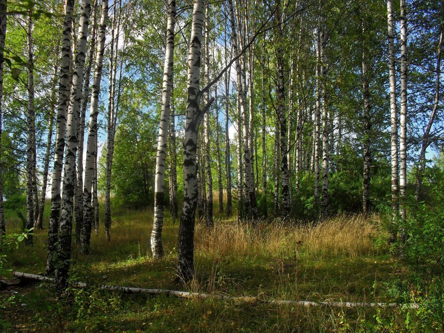 Мелколиственная Тайга