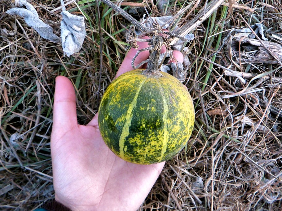 Тыква буйвола