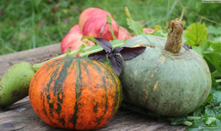 Тыква Когику